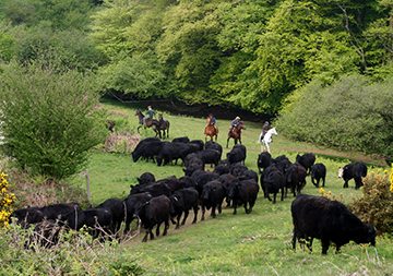 Dartmoor Cattle Drives and Ranch Holidays
