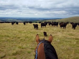 Ranch holidays, Riding Holidays, Horse Riding Dartmoor
