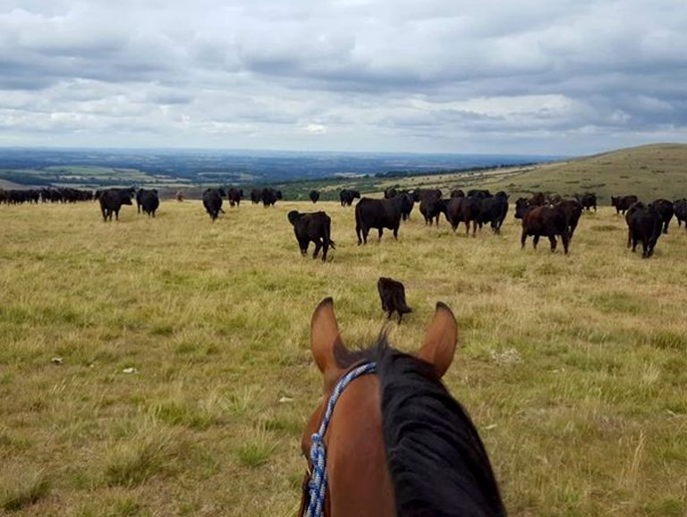 Ranch holidays, Riding Holidays, Horse Riding Dartmoor