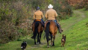 Dartmoor Horse riding holidays, cattle drives & Ranch Holidays