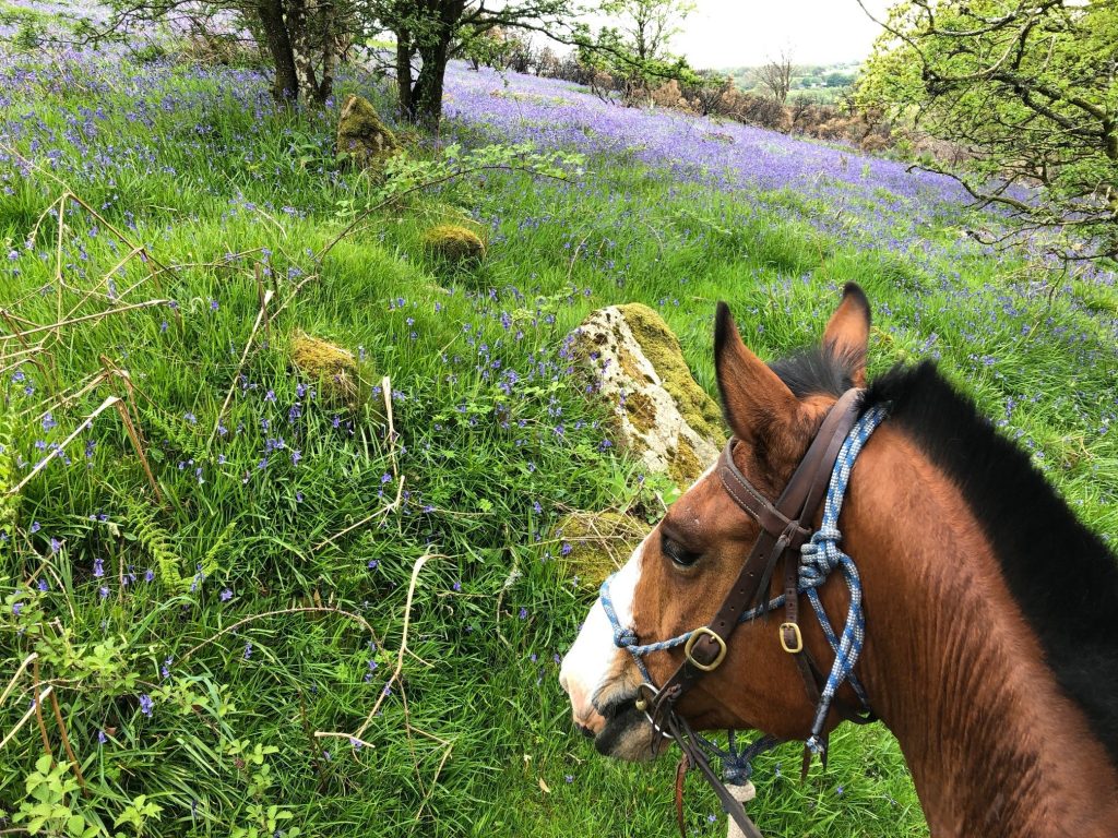 IMG_8323 Dartmoor Riding Holidays