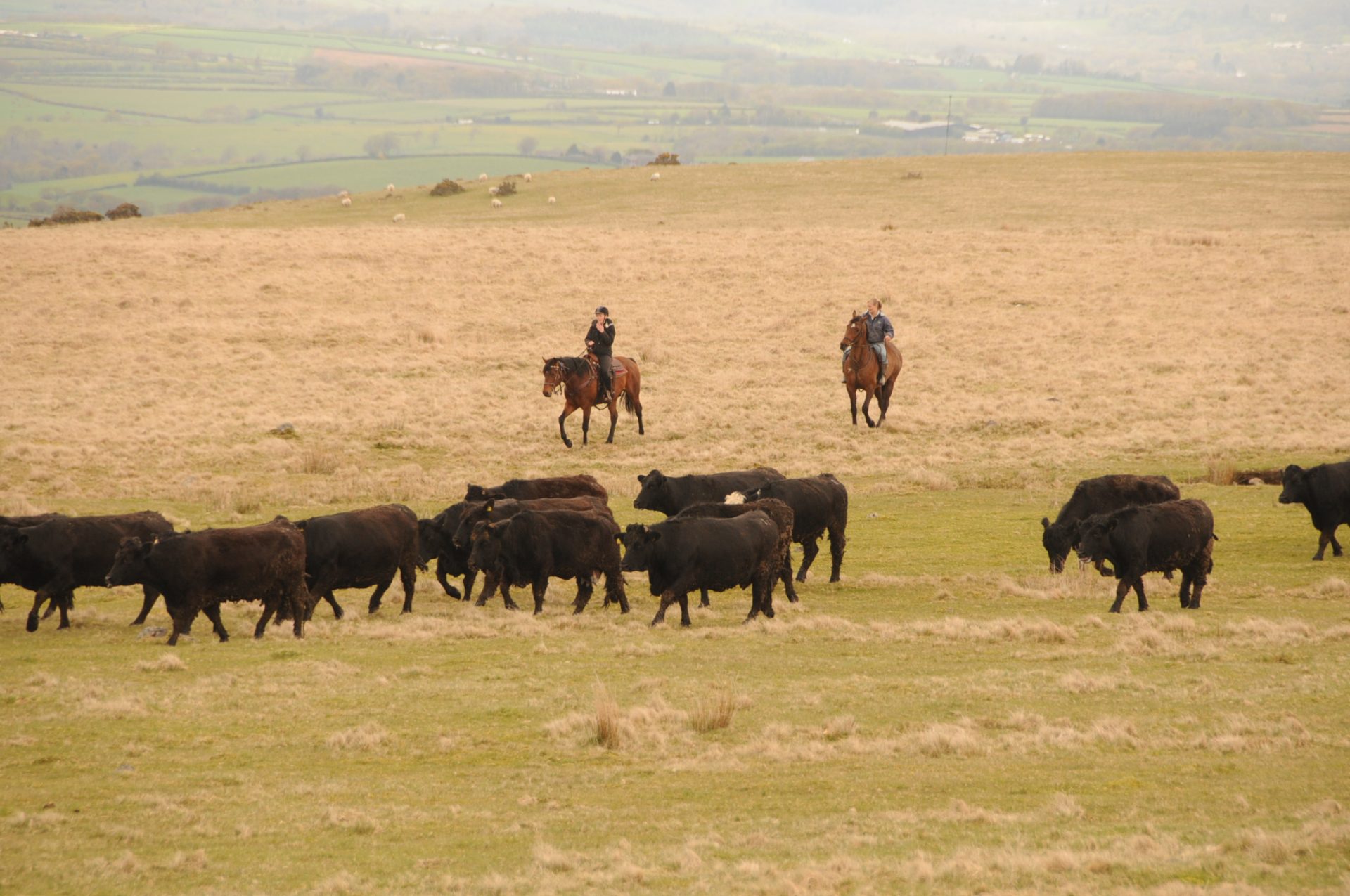 175 (2) Dartmoor Riding Holidays