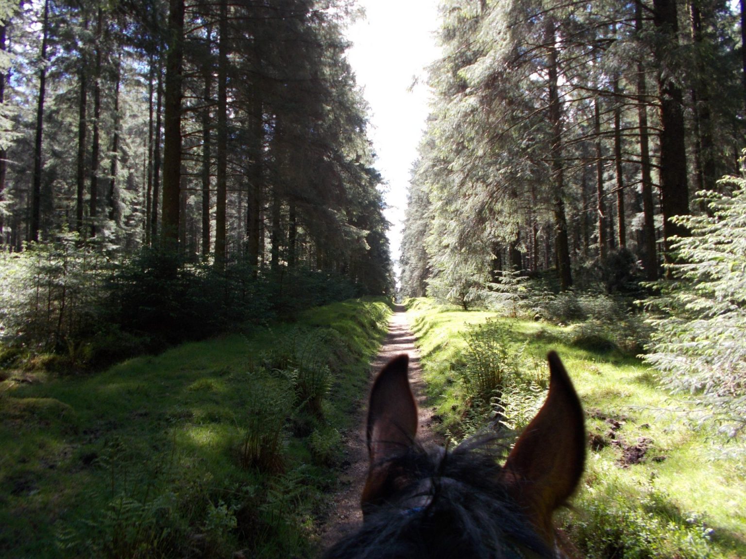 Horse Riding Dartmoor Crossing Western Riding on Drtmoor